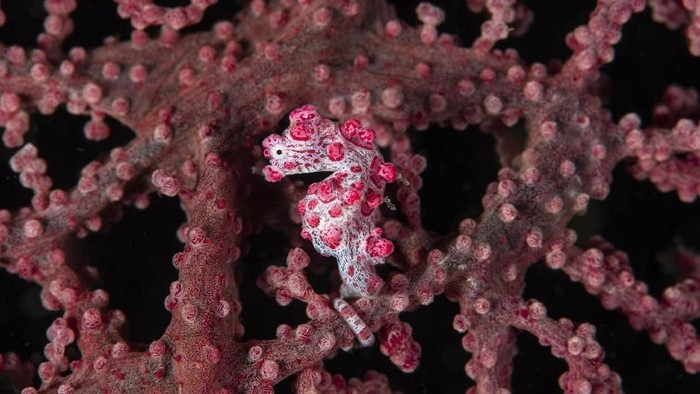 A Bargibants Pygme Seahorse in Lembeh Strait in Indonesia