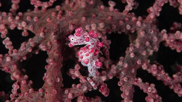 A Bargibant's Pygme Seahorse in Lembeh Strait in Indonesia