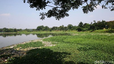 Sampah dan Eceng Gondok Penuhi Setu Pengarengan Depok