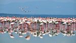 Foto: Danau yang Jadi Surganya Jutaan Burung Flamingo