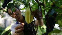 Terbukti, sejak 2010 Herman sudah melakukan pembinaan terhadap para petani. Alhasil hingga saat ini petani binaannya tersebar di 10 Kecamatan Kota Depok.