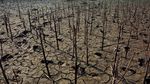 Waduk Grojokan di Jombang Mulai Mengering
