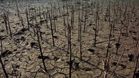 Waduk tersebut tidak dapat digunakan untuk irigasi sawah akibat musim kemarau.