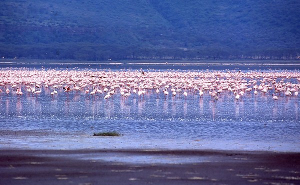 Danau seluas 40 kilometer persegi ini menjadi surganya flamingo karena banyak ganggang Cyanobacteria di perairan danau. (iStock)