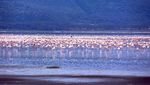 Foto: Danau yang Jadi Surganya Jutaan Burung Flamingo