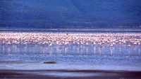 Danau seluas 40 kilometer persegi ini menjadi surganya flamingo karena banyak ganggang Cyanobacteria di perairan danau. (iStock)