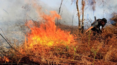 99 Hektar Hutan di Aceh Terbakar