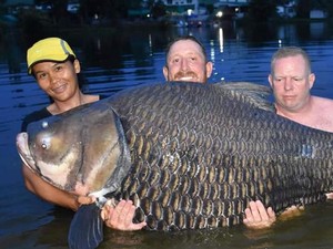 Super Jumbo! Ikan Mas 105 Kg Berhasil Ditangkap di Thailand