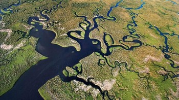 Potret menarik dari salah satu pemandangan alam unik di muka bumi. Kawasan ini dikenal dengan nama Everglades yang merupakan daerah rawa di Florida, Amerika Serikat. Dok. Getty Images.