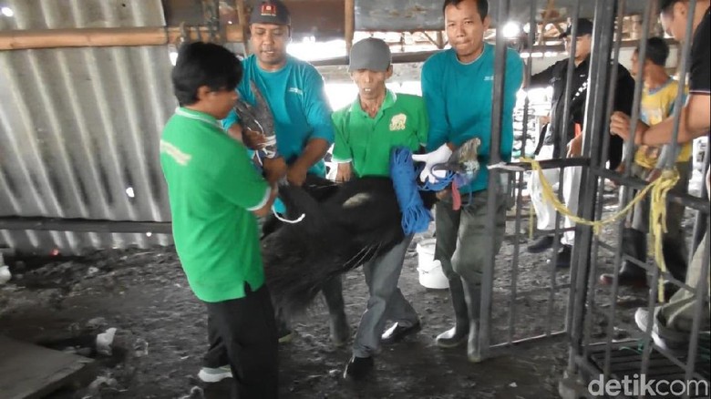 Dikandang Bareng Kambing, 2 Burung Kasuari di Semarang Dievakuasi Dikandang Bareng Kambing, 2 Burung Kasuari di Semarang Dievakuasi
