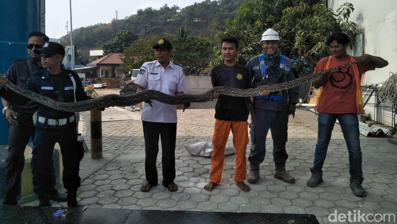 Ular Sanca Sepanjang 4 Meter Ditemukan di Pelabuhan Merak Ular Sanca Sepanjang 4 Meter Ditemukan di Pelabuhan Merak