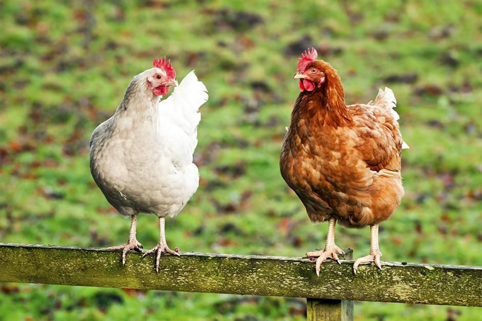 Wanita Ini Nekat Potong Ayam di Stasiun