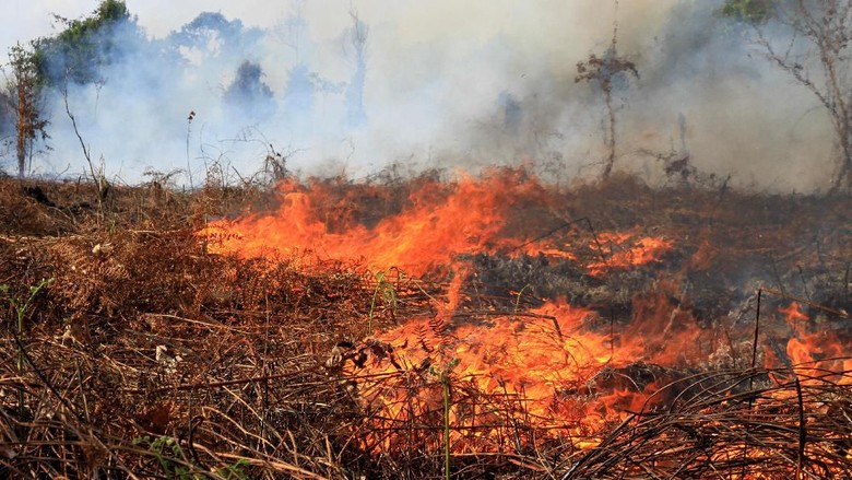 219 Hektare Lahan Gambut di Aceh Barat Terbakar, Penyebabnya Diselidiki 219 Hektare Lahan Gambut di Aceh Barat Terbakar, Penyebabnya Diselidiki