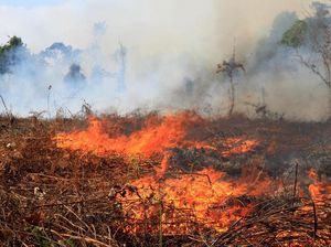 219 Hektare Lahan Gambut di Aceh Barat Terbakar, Penyebabnya Diselidiki