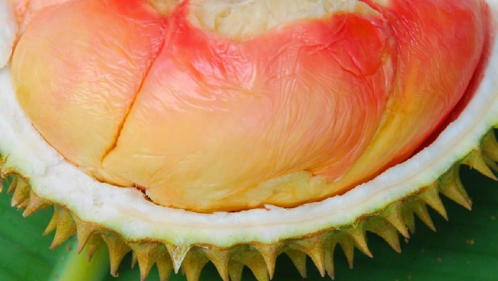 Durian Pelangi durian pelangi