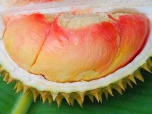 Geliat Durian Lokal Menembus Pasar Ekspor