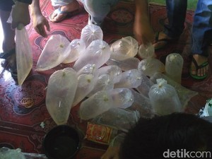 2 Pengepul Benih Lobster Senilai Rp 2,7 M Ditangkap di Banten