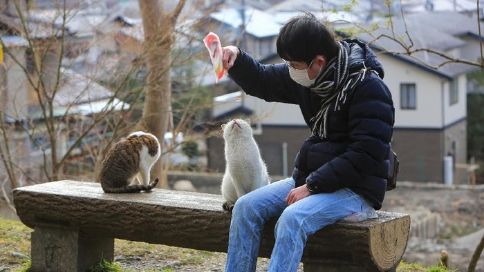 Kyoto, Japan - March, 3 2015: Man feeding stray cats in a park in Kyoto, Japan.
