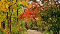 Pertama, ada Gunung Takao di Hachioji, Jepang. Lokasinya kurang dari satu jam dari pusat kota Tokyo. Cocok didaki buat kamu yang suka hiking. (iStock)
