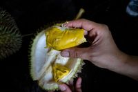 Begini Cara Pilih Durian yang Masak Menurut Pakar Durian