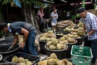 Begini Cara Pilih Durian yang Masak Menurut Pakar Durian