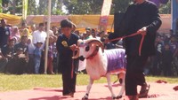 Kali ini digelar di Lapang Wirabaya Kecamatan Rajadesa. Yang mencuri perhatian ini adanya Sheep show yang ditunggu-tunggu dan menjadi perhatian warga. (Dadang Hermansyah/detikcom)
