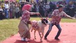 Foto: Lenggak-lenggok Domba Ciamis di Atas Red Carpet