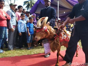 Domba Ciamis Bergaya di Karpet Merah