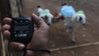 Kambing yang menang, kemudian diadu lagi pada babak selanjutnya.