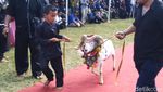 Foto: Lenggak-lenggok Domba Ciamis di Atas Red Carpet