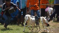 Aturan pertandingan karapan ini mirip dengan karapan sapi Madura. Dua pasang kambing dipacu untuk mencari yang tercepat, hanya saja joki karapan kambing tidak menaiki keleles seperti kerapan sapi, melainkan berlari di belakangnya.