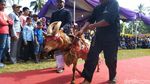 Foto: Lenggak-lenggok Domba Ciamis di Atas Red Carpet