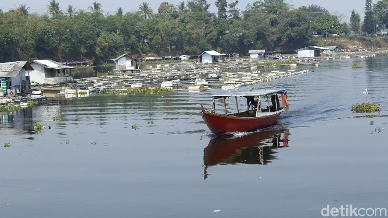Air Mulai Surut, Peternak Ikan Waduk Saguling Khawatir Ikan Mabuk Air Mulai Surut, Peternak Ikan Waduk Saguling Khawatir Ikan Mabuk