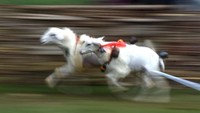 Tidak lupa balsam dan minyak angin dilumuri pada beberapa bagian tubuh kambing sehingga memberikan rasa panas yang cukup untuk membuat kambing tersebut berlari kencang sekuat tenaga.