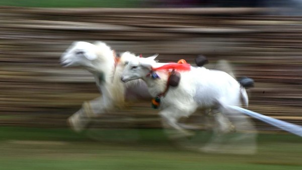Serunya Tradisi Karapan Kambing