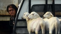 Pagi itu, hampir seratusan kambing diturunkan dari beberapa mobil bak terbuka dan langsung digiring ke tenda yang sudah disiapkan di lapangan Sumberasih, Probolinggo, Jawa Timur.