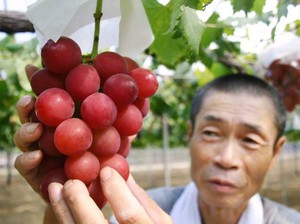 Wouw! Buah Anggur Merah Jepang Ini Terjual Seharga Rp 155 Juta