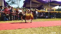 Domba diharuskan berputar atau menunjukan kegagahannya untuk kemudian dinilai oleh juri dari Himpunan Peternak Domba dan Kambing Indonesia (HPDKI). (Dadang Hermansyah/detikcom)