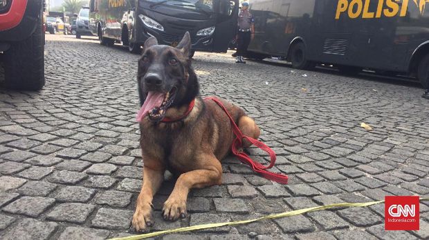 Hiro Cleo Dan Ikatan Rasa Dengan Polisi Satwa