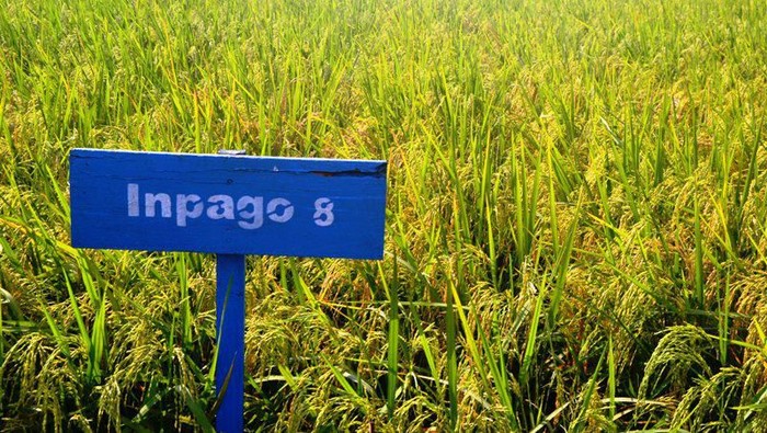 padi inpago gogo Kementan