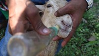 Hiburan rakyat ini biasanya diadakan saat memasuki musim panen, acara Agustusan, ataupun lomba desa.