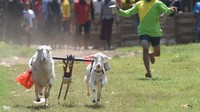 Dua kambing tengah beradu kecepatan.