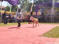 Domba Ciamis Bergaya di Karpet Merah