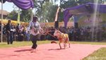 Foto: Lenggak-lenggok Domba Ciamis di Atas Red Carpet