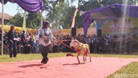 Puluhan domba berpartisipasi dalam ajang ini. (Dadang Hermansyah/detikcom)