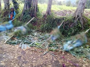 Fakta-fakta Pembantaian di PNG yang Tewaskan Wanita Hamil dan Anak-anak