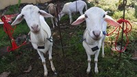 Kambing-kambing itu disiapkan untuk diadu kecepatannya dalam perlombaan karapan kambing  pada 26 Juni lalu.