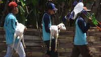 Karapan kambing merupakan tradisi turun temurun warga Probolinggo, khususnya masyarakat Pandulungan. Tadisi ini merupakan hasil asimilasi antara budaya Jawa dan Madura yang tersebar di pesisir Pantai Utara Jawa Timur (sebagian Tuban, Lamongan, Surabaya, Sidoarjo, Pasuruan, hingga Situbondo) dan sebagian pesisir Selatan Jawa Timur bagian timur (Lumajang, Jember, dan sebagian Banyuwangi).