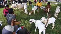 Beberapa kambing dipisahkan dari yang lain, ditambatkan secara berpasang-pasangan kemudian diberi makanan serta minuman.