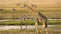 Posisi ke-30 adalah Botswana dengan skor 1.676. Istimewa/Ikachan76/Getty Images.